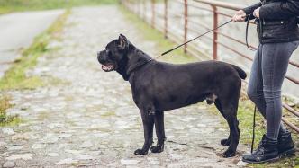 网民称禁养大型犬有失公允，四川射洪：烈性犬和大型犬都禁养