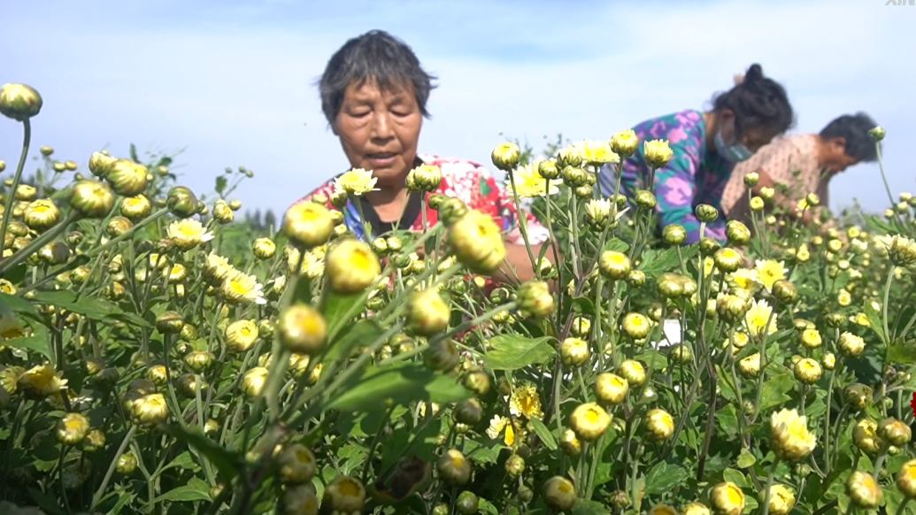 千城百县看中国｜河北邢台：金秋菊花采摘忙