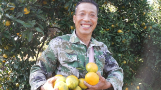 金秋好“丰”景！衢州希唐村650亩蜜橘迎来丰收