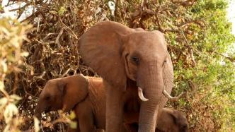 新研究持续解开数百头非洲象突然死亡之谜