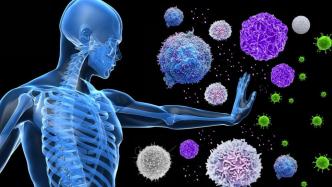 人体免疫系统重约1公斤，包含1.8万亿个细胞