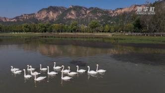 山西平陆：黄河湿地迎来越冬野生白天鹅
