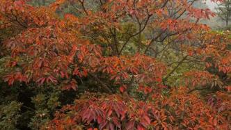 湖南蓝山：乌桕叶正红，秋色美如画
