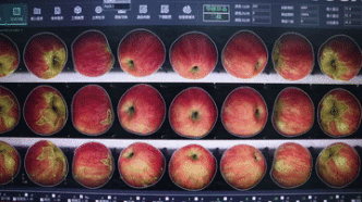 给苹果做“CT”，外表光鲜的坏果这样挑出来
