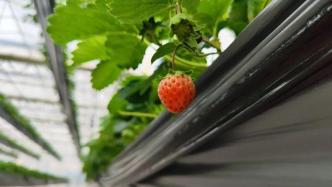 上海青浦本地草莓预计下月中旬上市，早于传统地栽草莓半个月