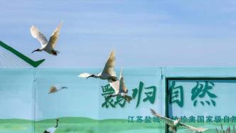 浙江20只朱鹮在江苏盐城野化放归，系东部沿海湿地首次
