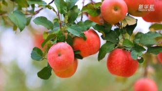山东日照：苹果飘香，助农增收
