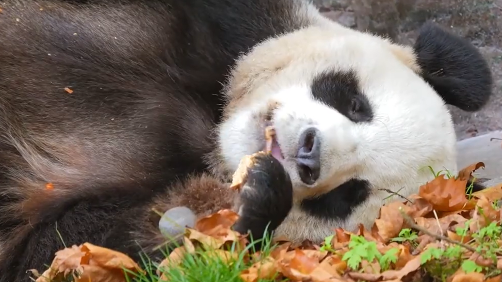 大熊猫是怎么贴秋膘的