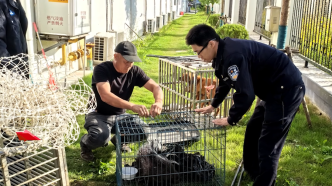 豪猪+1、娃娃鱼+1，上海警方一天内救助了两只野生动物