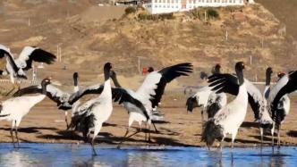 西藏林周：迎来今年首批越冬黑颈鹤