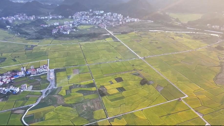 跟隨無人機，看田園壯美金色畫卷