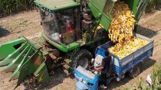 山东成武：玉米深加工助农增收