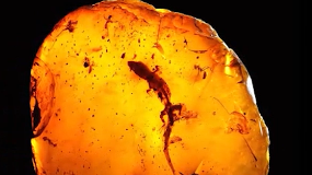进博会倒计时1天｜亿年前的白垩纪琥珀全球首秀