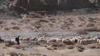 新疆且末民警护送32万头牲畜开启了冬季转场之旅