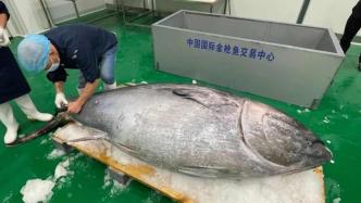 3.1米长蓝鳍金枪鱼运抵上海崇明，11月6日进行开鱼仪式