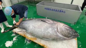 进博直击丨3.1米长蓝鳍金枪鱼运抵上海崇明