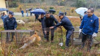 野猴被猎捕给医药公司实验，兴山警方破获重大危害珍贵野生动物案