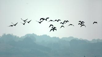 湖南发布全省禁止猎捕候鸟等野生动物通告，公布举报电话