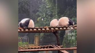 经典再现！围观大熊猫掩耳盗铃式躲雨