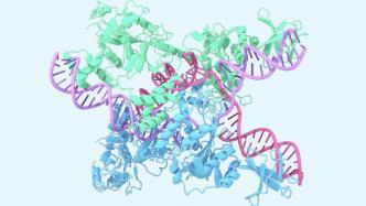 追问｜蛋白质结构预测模型再升级，解锁新功能直接作用药物设计