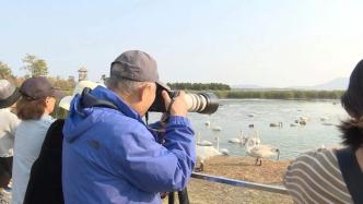 又是一年候鸟归来时，荣成天鹅湖迎来大规模天鹅迁徙潮