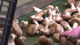 云南鲁甸：香菇丰收，搬迁群众增收