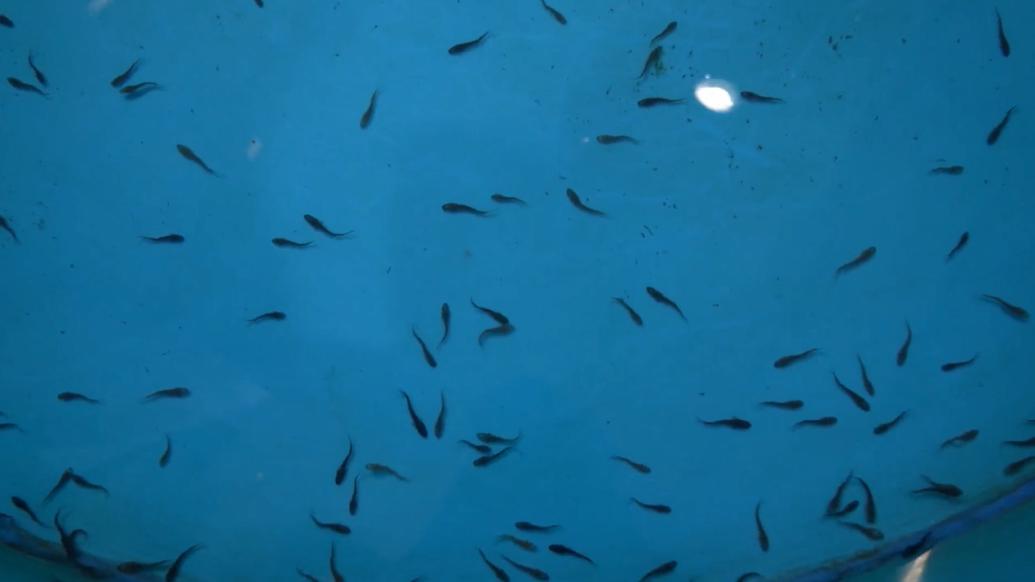三峡集团：2023年度中华鲟人工繁殖鱼苗120万尾