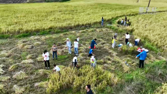 传统方式收稻谷，学生珍惜盘中餐