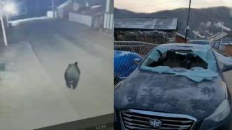 吉林敦化一头黑熊进村拍碎私家车挡风玻璃，当地回应无人受伤