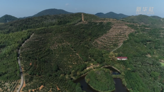 湖南鼎城：良种油茶助力群众致富