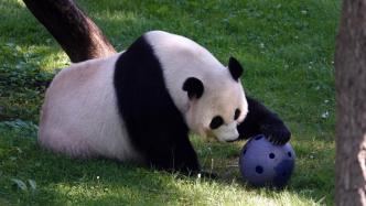 旅美大熊猫“美香”一家将启程回国