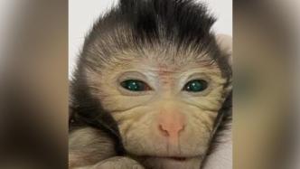 《细胞》发布中国科学家新突破：首只胚胎干细胞系“嵌合猴”诞生