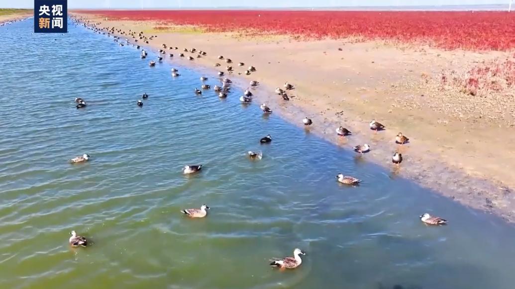 秋日的盐城湿地好似铺了红地毯