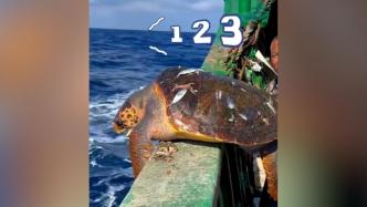 渔民意外捕到大海龟，果断将其放归大海