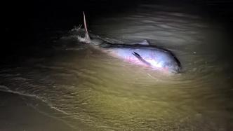 福建莆田海警执法员成功救助搁浅灰海豚，系国家二级保护动物