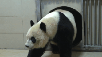 顺利回家！大熊猫“美香”一家正在适应新环境新生活
