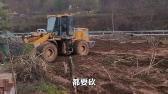 商洛丹凤县强砍3万多棵国槐树且无补偿？镇政府：执行复耕政策