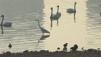 河南三门峡：白天鹅“做客”黄河浅滩湿地