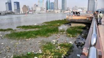 上海黄浦江出现漂浮垃圾和死鱼污染怎么办？绿化市容部门回应