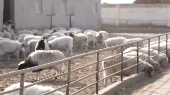 铺“厚褥子”配“热量餐”，新疆巴州为465万头羊防寒保暖