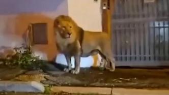 意大利马戏团狮子出逃，“逛街”数小时被抓回