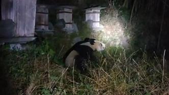 四川宝兴野生大熊猫溜进村民院子，被手电照射后淡定离开
