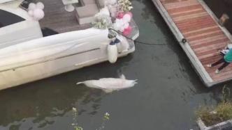 广州市民在码头发现翻肚白海豚，渔政正搜寻