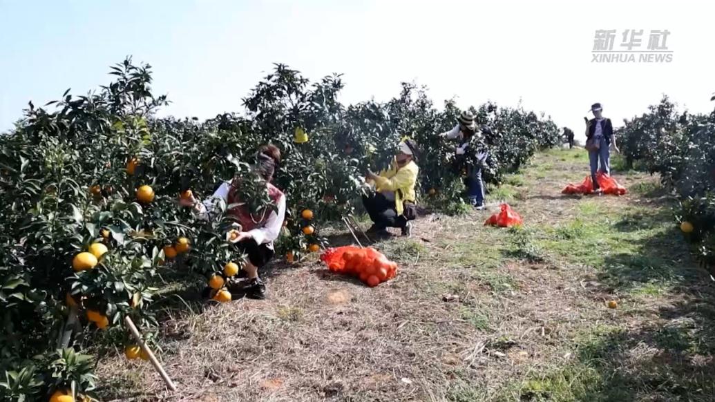 湖南永州：甜蜜丰收“橙”意浓