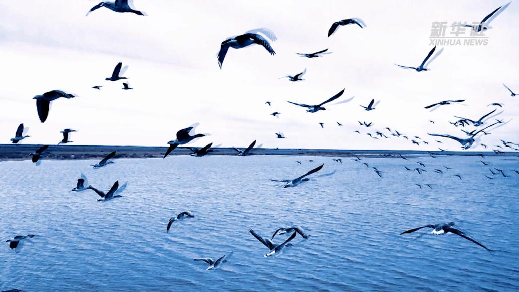 内蒙古：成群候鸟越冬过境额济纳