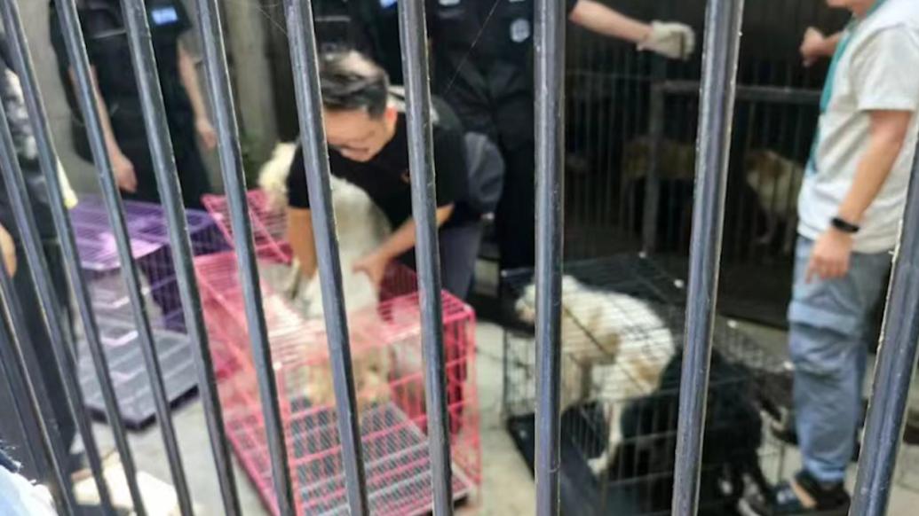 武汉小动物保护协会会长：流浪狗被收容不是终点，呼吁领养