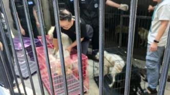 武汉小动物保护协会会长：流浪狗被收容不是终点，呼吁领养