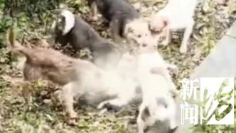忧心忡忡！上海居民称小区常有野狗出没，5只狗撕咬猫咪致死