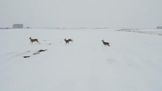 航拍北大荒雪地里两群狍子撒欢卖萌，狍子也驻足看向无人机