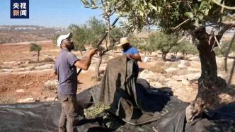 巴勒斯坦农户难有收获喜悦：采不了的橄榄树，回不去的故乡